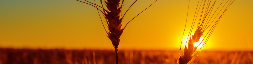 Seguros Agrícolas, cultivos anuales y flores