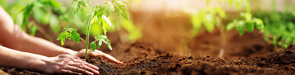 Seguros Agrícolas, cultivos anuales y flores