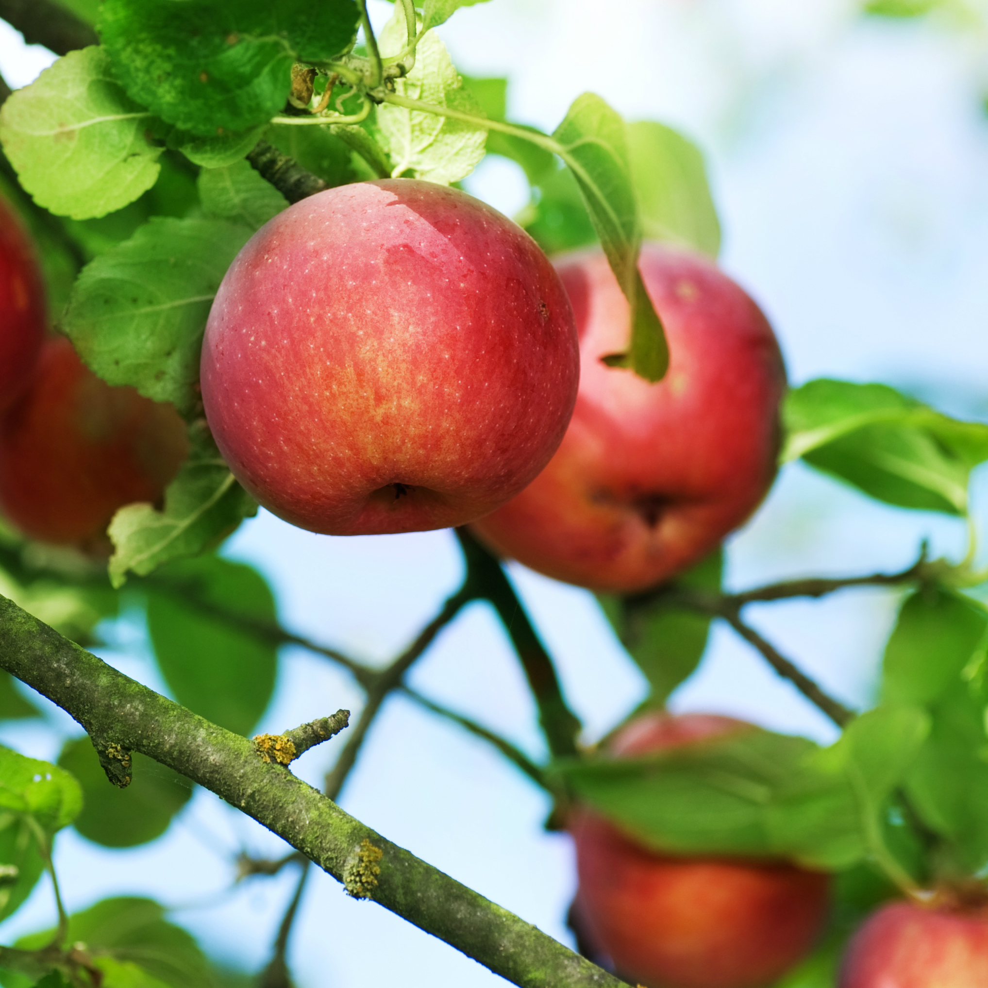 Seguro Vides Manzanas y Peras