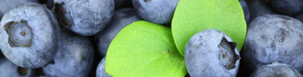 Seguro Berries, Kiwi y Olivos