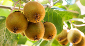 Seguro Berries, Kiwi y Olivos