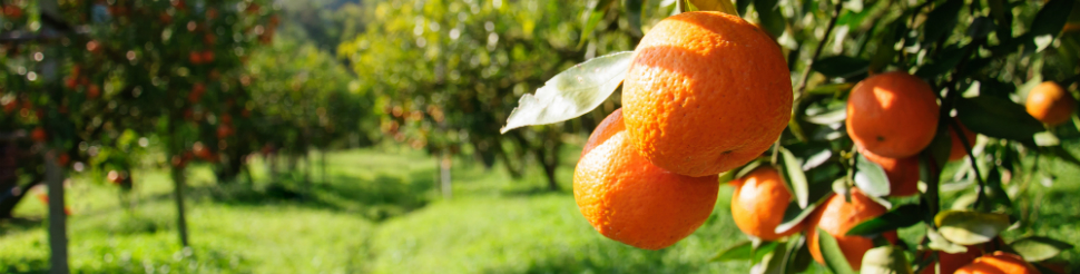 Seguro Incendio Frutal